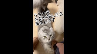 名前を呼ぶと来る猫　#shorts