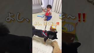 豆柴のお散歩をする0歳赤ちゃん⁉️【柴犬】#Shorts