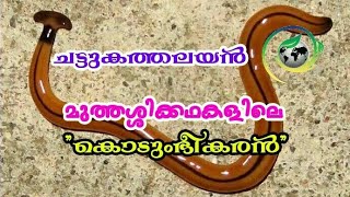 ചട്ടുക തലയൻ Hammerhead Worm  Bipalium