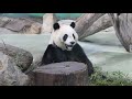 20210430 圓仔窩頭碰落地 冰塊摔裂吃鳳梨 giant panda yuan zai