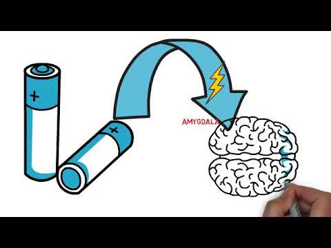 What do physiological psychologist do?