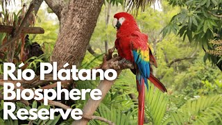 Exploring the Wonders of Río Plátano Biosphere Reserve