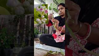 আকন্দ ফুল গাছ #shorts #gardening #plants #viralvideo