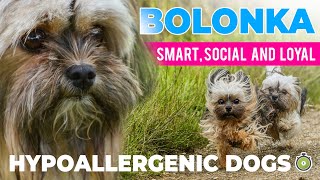 BOLONKA - The Perfect Family Dog?? | One minute summary