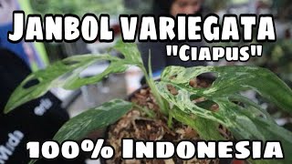 MONSTERA ADANSONII VARIEGATA MANG ABOT - EP 36