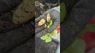 Cucumber potato 감자육종 at  seedling stage using strawberry tray system  by #K-potatolab #임영석감자연구소