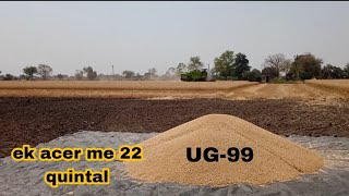 Gujarat me gehu ki harvesting start ho gy || UG-99 variety || wheat farming 🌾