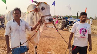 మదమంచిపాడు జూనియర్ 1 జత కాకర్ల సురేష్ బాబు గారు నాదెండ్ల వారి పాలెం చల్లపల్లి కృష్ణాజిల్లా 3212.7