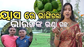 ୟାସ ଭାଙ୍ଗି ଦେଲା ଭାଉଜଙ୍କ ଭଣ୍ଡା ଗଛ||ୟାସ ର ଚଗଲାମି||Chakhena Bhati||