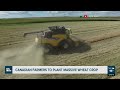 canadian farmers to plant massive wheat crop