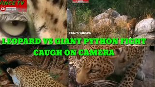 Leopard vs giant python fight/ caugh on camera.