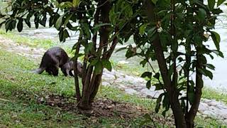 Otter close up photoshoot 水獭 近距离拍摄p 230506 01