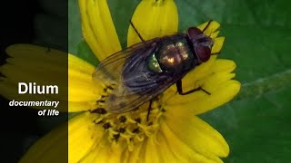 Common greenbottle fly (Lucilia sericata)