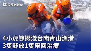 4小虎鯨擱淺台南青山漁港 3隻野放1隻帶回治療｜20241007 公視晚間新聞