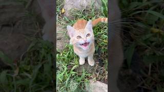 kitten meowing to attract cats (part 16)