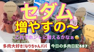 【多肉植物】【ガーデニング】セダムも増やしたい❗️   多肉大好き！なりちゃんパパ　多肉奮闘記その587