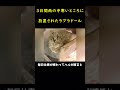 冷たい雨の中で助けを待ち続けた犬！