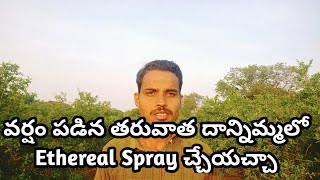 వర్షం పడిన తరువాత దాన్నిమ్మలో Ethereal Spray చ్చేయచ్చా? Pomegranate Ethereal spray