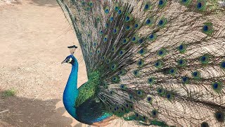 Peacock dance \u0026 opens wings (4k) = मोर नृत्य = மயில் குரல் = Morr ka dance