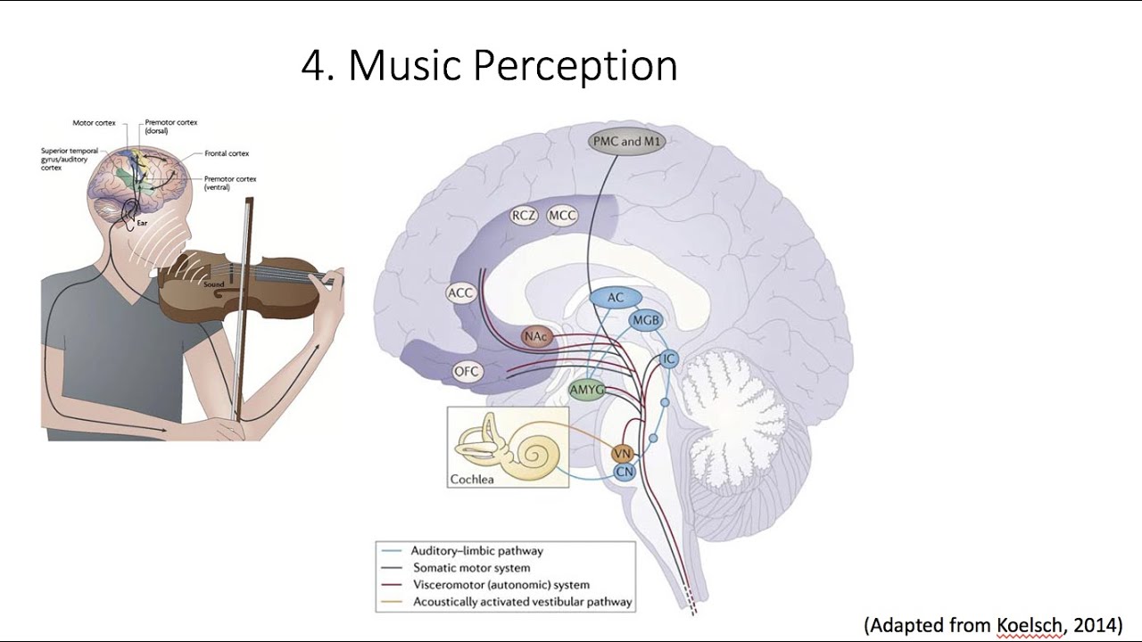 5.5. Music Perception, Fundamentals Of Cognitive Neuroscience Course ...