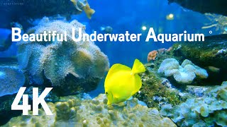 흥미로운 바닷속 물고기 신비로운 아쿠아리움 Underwater Sea Scenery Fish Aquarium 바다속 수족관 💿 Sleep, Study, Read, Relax