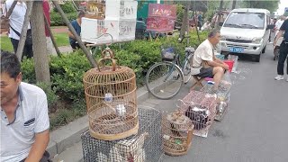 農村鳥市趕大集，鳥市樂趣多，您也喜歡這安逸祥和的氛圍嗎