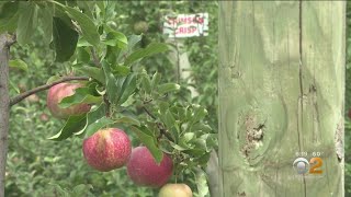 Local Farmers Ready For Apple Picking Season