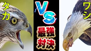 【最強対決】【タカVSワシ】鳥類最強対決、空の王者と呼ばれる２種の対決とその生態について徹底解説【動物雑学】