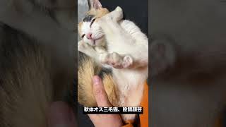 軟体オス三毛王子様猫、自らの股間で顔芸をする #cat #猫 #shorts #オス三毛猫