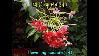 天天開花(34)使君子 | 全年開花 | 容易種植| Flower every day(34)Rangoon Creeper |Flower all year round| Easy to plant