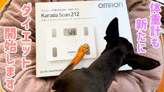 【ミニピン】ダイエット企画第24弾①/飼い主チャレンジ/大河2歳♂