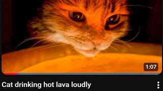 this Cat is going to F*cking die