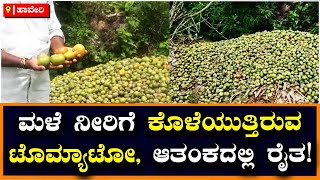 20 ಲಕ್ಷ ಆದಾಯದಲ್ಲಿದ್ದ Haveri ರೈತನಿಗೆ ಶಾಕ್‌; ಮಳೆ ನೀರಿಗೆ ಕೊಳೆತ ಟೊಮ್ಯಾಟೋ ಬೆಳೆ | Vijay Karnataka