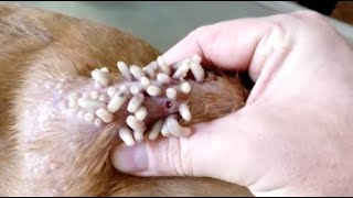 Removing Monster Mango worms From Helpless Dog! Animal Rescue Video 2022 #69