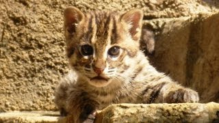 スナドリネコさんファミリー - Fishing Cat Family at Tennoji Zoo.