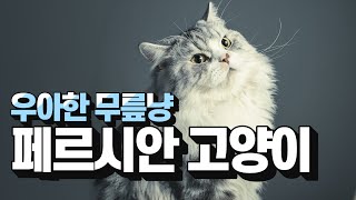 [ENG SUB] [신비한묘생사전] 영웅의 고양이, 페르시안!