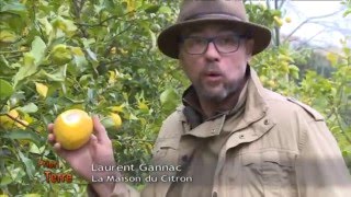 PrioriTerre IGP citron de Menton (indication Géographique Protégée)