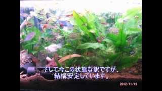 【過密】　我が家の熱帯魚たち・解説編　【混泳】