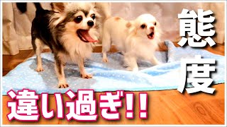 【保護犬チワワ】ママとパパで露骨に態度が違う犬（パパ涙）