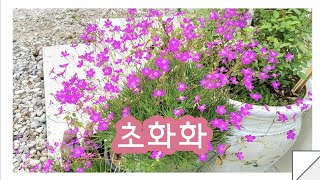 야생화 초화화 노지월동 후 새싹이 났어요.Talinum calycinum