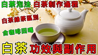 【養生】白茶是什麼茶？白茶是綠茶嗎？白茶的功效與副作用，白茶怎麼泡？白茶泡法，白茶制作過程，白茶和綠茶的區別？白茶的好處，白茶有咖啡因嗎？