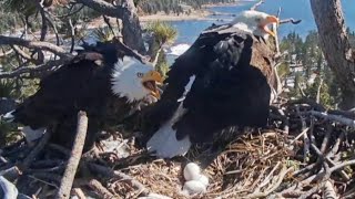 Big Bear Bald Eagle - Jackie \u0026 Shadow z 🐟 \u0026 odstraszanie kruków 😤