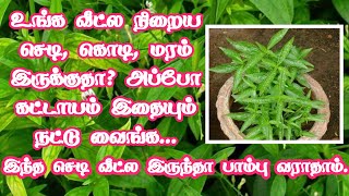 வீட்டில் நிறைய செடி வளர்ப்போர் கட்டாயம் இந்த செடியும் வைங்க | Gardening Tips | சிறியாநங்கை