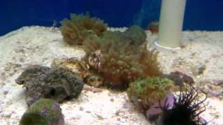 Flower Anemone spawning