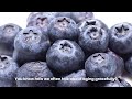 What Happens If You Eat Blueberries Everyday