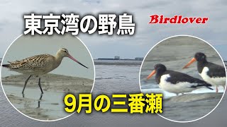 東京湾で出会った野鳥たち・9月の三番瀬 / 字幕解説付き