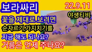 보라싸리.올겨울 꽃을 제대로 보려면 이렇게 해야합니다?