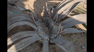 Namibia - Twyfelfontein