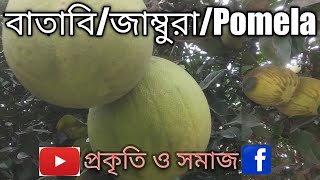 বাতাবি বা জাম্বুরা বা পমেলো Pomelo #BatabiLebu #Jambura #Pomelo #বাতাবিলেবু #জাম্বুরালেবু