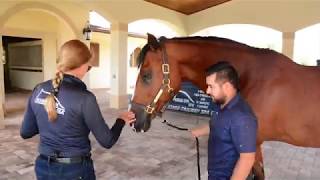 How To Introduce Your Horse to the WALK Treadmill | HORSE GYM USA®